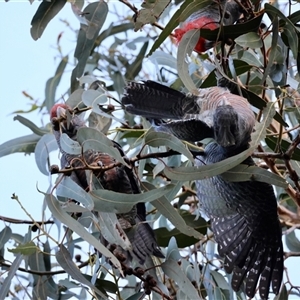 Callocephalon fimbriatum (Gang-gang Cockatoo) at Hughes, ACT - 17 Feb 2025 by LisaH