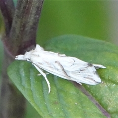 Heliocosma argyroleuca (A tortrix or leafroller moth) at Hall, ACT - 22 Feb 2025 by Anna123