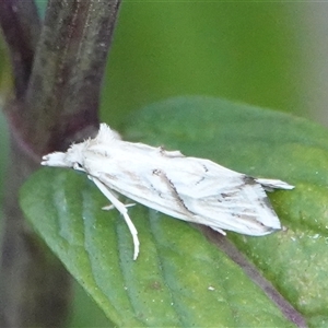 Heliocosma argyroleuca at Hall, ACT - 22 Feb 2025 06:09 PM