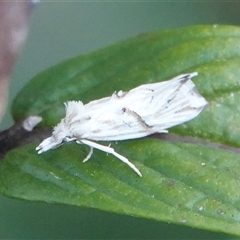 Heliocosma argyroleuca at Hall, ACT - 22 Feb 2025 06:09 PM