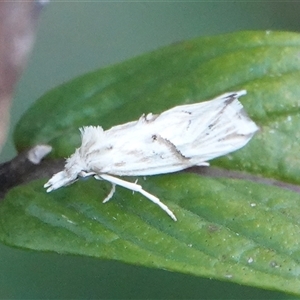 Heliocosma argyroleuca at Hall, ACT - 22 Feb 2025 06:09 PM