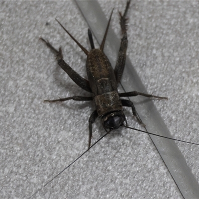 Teleogryllus sp. (genus) (A Cricket) at Hughes, ACT by LisaH