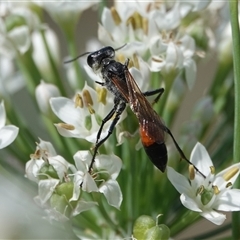 Podalonia tydei (Caterpillar-hunter wasp) at Hall, ACT - Yesterday by Anna123