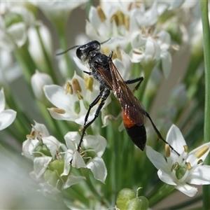 Podalonia tydei at Hall, ACT - 27 Feb 2025 02:14 PM