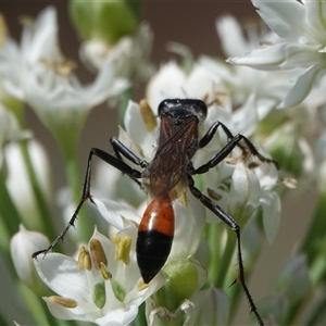 Podalonia tydei at Hall, ACT - 27 Feb 2025 02:14 PM