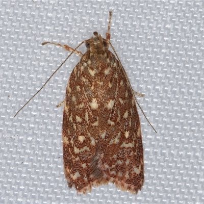 Syringoseca rhodoxantha (A concealer moth) at Melba, ACT - 21 Feb 2025 by kasiaaus