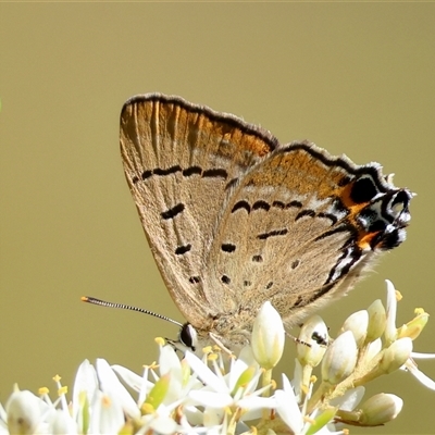 Jalmenus ictinus (Stencilled Hairstreak) at Mongarlowe, NSW - 22 Feb 2025 by LisaH