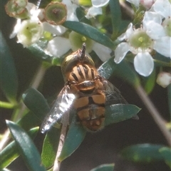 Eristalinus punctulatus (Golden Native Drone Fly) at Hall, ACT - Today by Anna123