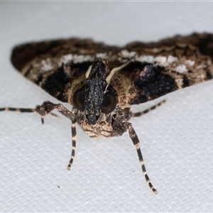 Orthaga thyrisalis at Melba, ACT - 21 Feb 2025 11:48 PM