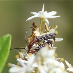 Syllitus sp. (genus) (Syllitus longhorn beetle) at Mongarlowe, NSW by LisaH