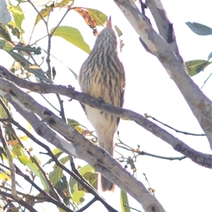 Pachycephala rufiventris (Rufous Whistler) at Bonang, VIC - 22 Feb 2025 by JudithRoach