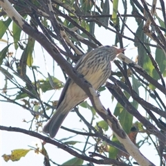 Pachycephala rufiventris at Bonang, VIC - suppressed