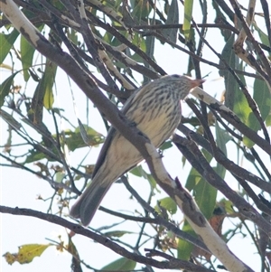 Pachycephala rufiventris at Bonang, VIC - suppressed