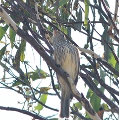 Pachycephala rufiventris at Bonang, VIC - suppressed