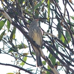 Pachycephala rufiventris at Bonang, VIC - suppressed