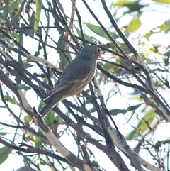 Pachycephala rufiventris at Bonang, VIC - suppressed