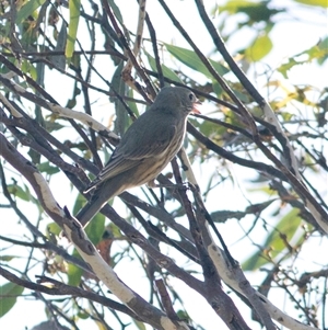 Pachycephala rufiventris at Bonang, VIC - suppressed