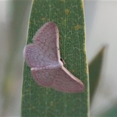 Idaea costaria (White-edged Wave) at Hall, ACT - 26 Feb 2025 by Anna123