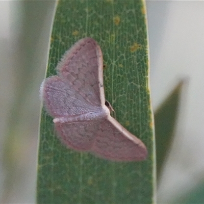 Idaea costaria (White-edged Wave) at Hall, ACT - 26 Feb 2025 by Anna123