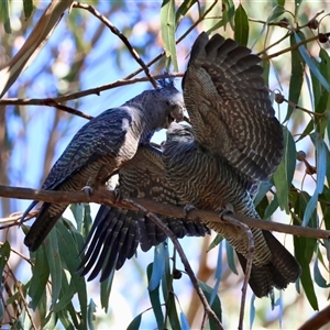 Callocephalon fimbriatum (Gang-gang Cockatoo) at Hughes, ACT - 11 Feb 2025 by LisaH