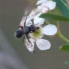 Pogonortalis doclea (Boatman fly) at Hall, ACT - 25 Feb 2025 by Anna123