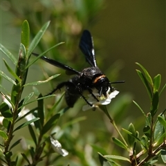 Scolia (Discolia) verticalis (Yellow-headed hairy flower wasp) at Hall, ACT - 24 Feb 2025 by Anna123