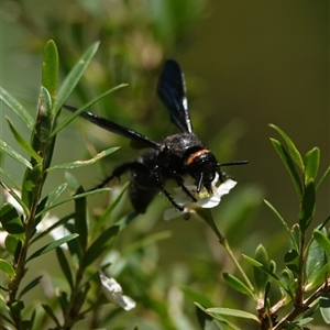 Scolia (Discolia) verticalis (Yellow-headed hairy flower wasp) at Hall, ACT - 24 Feb 2025 by Anna123