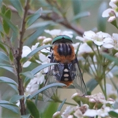 Scaptia (Scaptia) auriflua (A flower-feeding march fly) at Hall, ACT - 22 Feb 2025 by Anna123