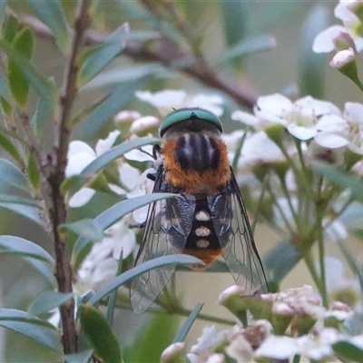 Scaptia (Scaptia) auriflua (A flower-feeding march fly) at Hall, ACT - 22 Feb 2025 by Anna123