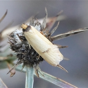 Eulechria xuthophylla at Hall, ACT - suppressed