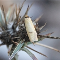 Eulechria xuthophylla at Hall, ACT - suppressed