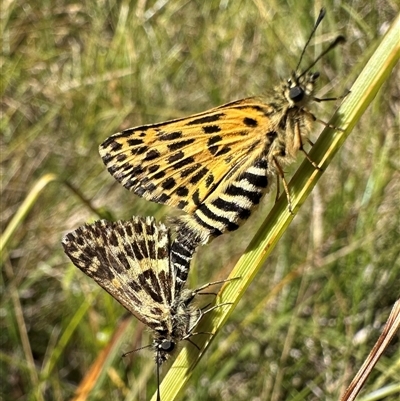 Hesperilla munionga (Alpine Sedge-Skipper) at Thredbo, NSW - 27 Feb 2025 by Pirom