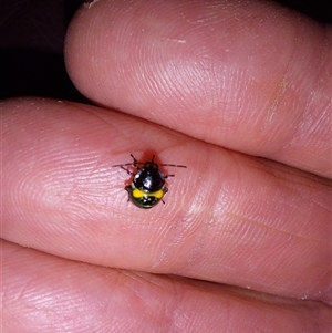 Pentatomidae (family) at Wirlinga, NSW - 27 Feb 2025 07:49 PM