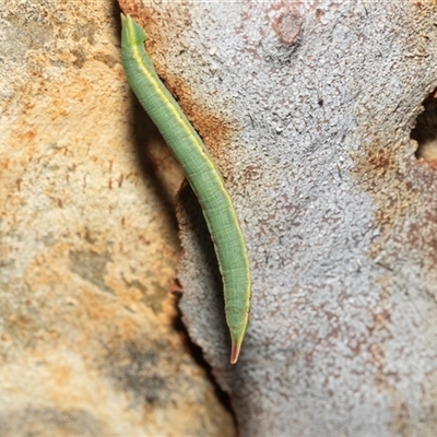 Geometridae (family) IMMATURE (Unidentified IMMATURE Geometer moths) at Higgins, ACT - 27 Feb 2025 by AlisonMilton