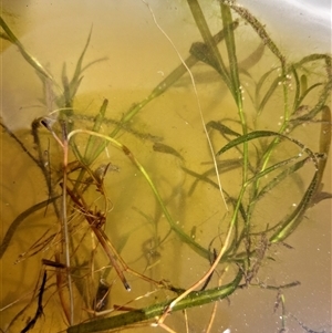 Potamogeton ochreatus (Blunt Pondweed) at Culcairn, NSW - 27 Feb 2025 by RobCook