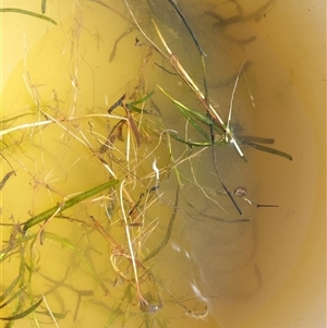 Potamogeton ochreatus at Culcairn, NSW - 27 Feb 2025 03:16 PM