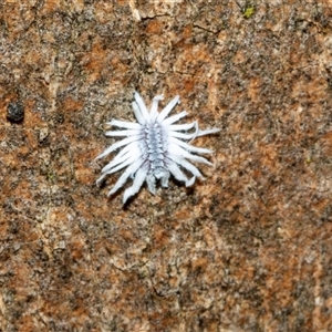 Cryptolaemus montrouzieri (Mealybug ladybird) at Higgins, ACT - 27 Feb 2025 by AlisonMilton