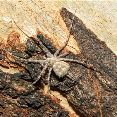 Tamopsis eucalypti (A two-tailed spider) at Higgins, ACT - 24 Feb 2025 by AlisonMilton