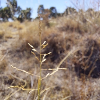 Eragrostis curvula (African Lovegrass) at Mulwala, NSW - 27 Feb 2025 by RobCook