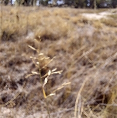 Eragrostis curvula at Mulwala, NSW - 27 Feb 2025 11:44 AM