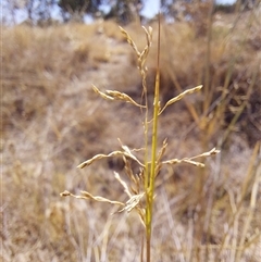 Eragrostis curvula at Mulwala, NSW - 27 Feb 2025 11:44 AM
