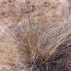 Eragrostis curvula at Mulwala, NSW - 27 Feb 2025 11:44 AM