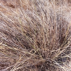 Eragrostis curvula at Mulwala, NSW - 27 Feb 2025 11:44 AM