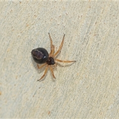 Euryopis umbilicata (Striped tick spider) at Higgins, ACT - 24 Feb 2025 by AlisonMilton