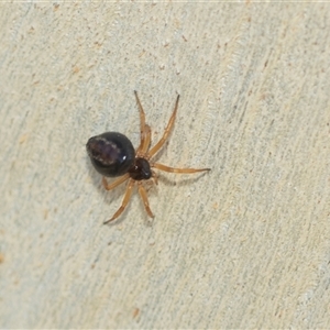 Euryopis umbilicata (Striped tick spider) at Higgins, ACT - 24 Feb 2025 by AlisonMilton