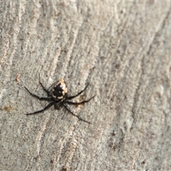 Euryopis splendens (Splendid tick spider) at Higgins, ACT - 24 Feb 2025 by AlisonMilton