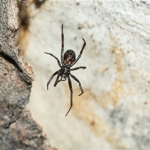 Unidentified Other web-building spider at Weston, ACT - 17 Feb 2025 by AlisonMilton