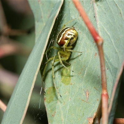 Phonognathidae (family) (Leaf curling orb-weavers) at Holder, ACT - 17 Feb 2025 by AlisonMilton