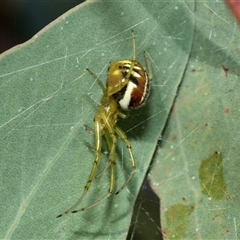 Phonognathidae (family) at Holder, ACT - 17 Feb 2025 01:54 PM