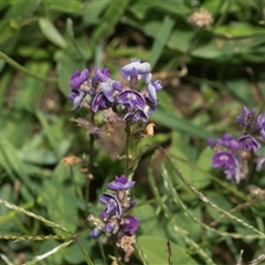 Glycine tabacina (Variable Glycine) at Weston, ACT - 17 Feb 2025 by AlisonMilton